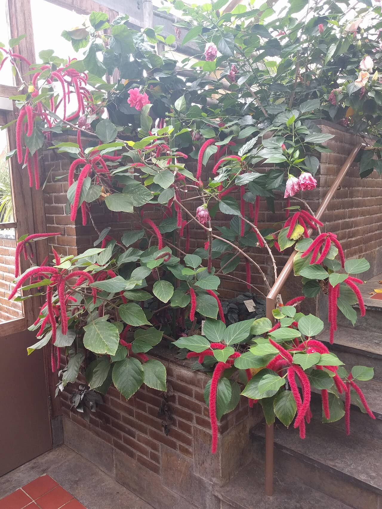 Bristly Copperleaf (Acalypha hispida), the whole plant.