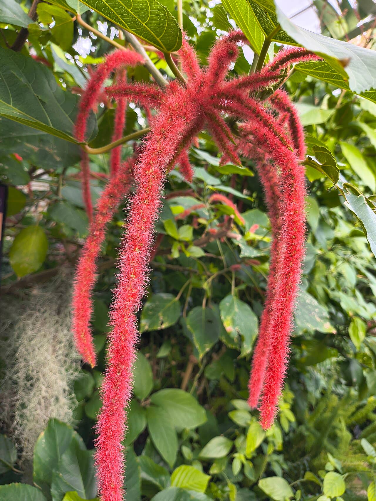 Flowers of Bristly Copperleaf (Acalypha hispida).