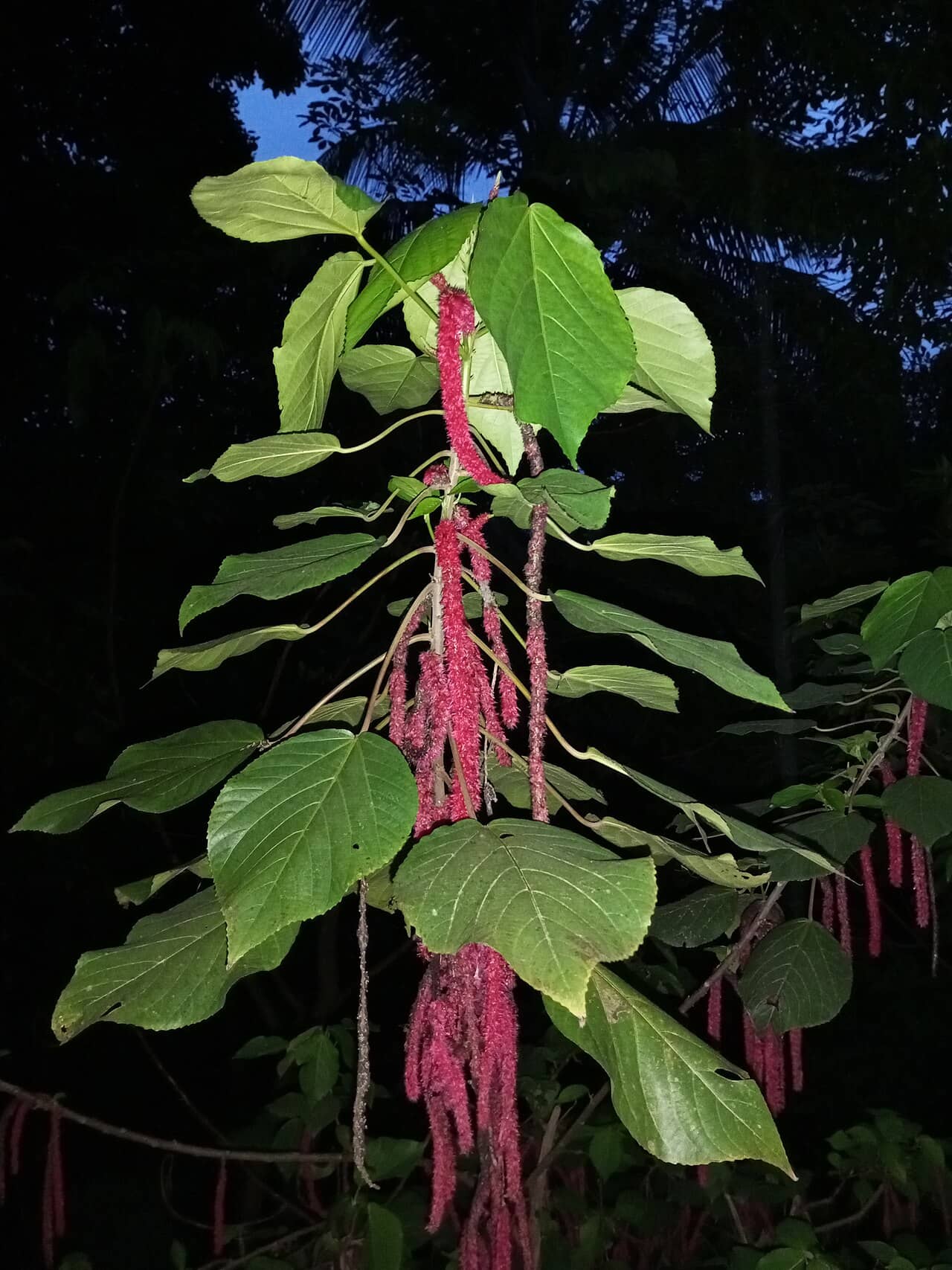 Bristly Copperleaf (Acalypha hispida) growing wild.