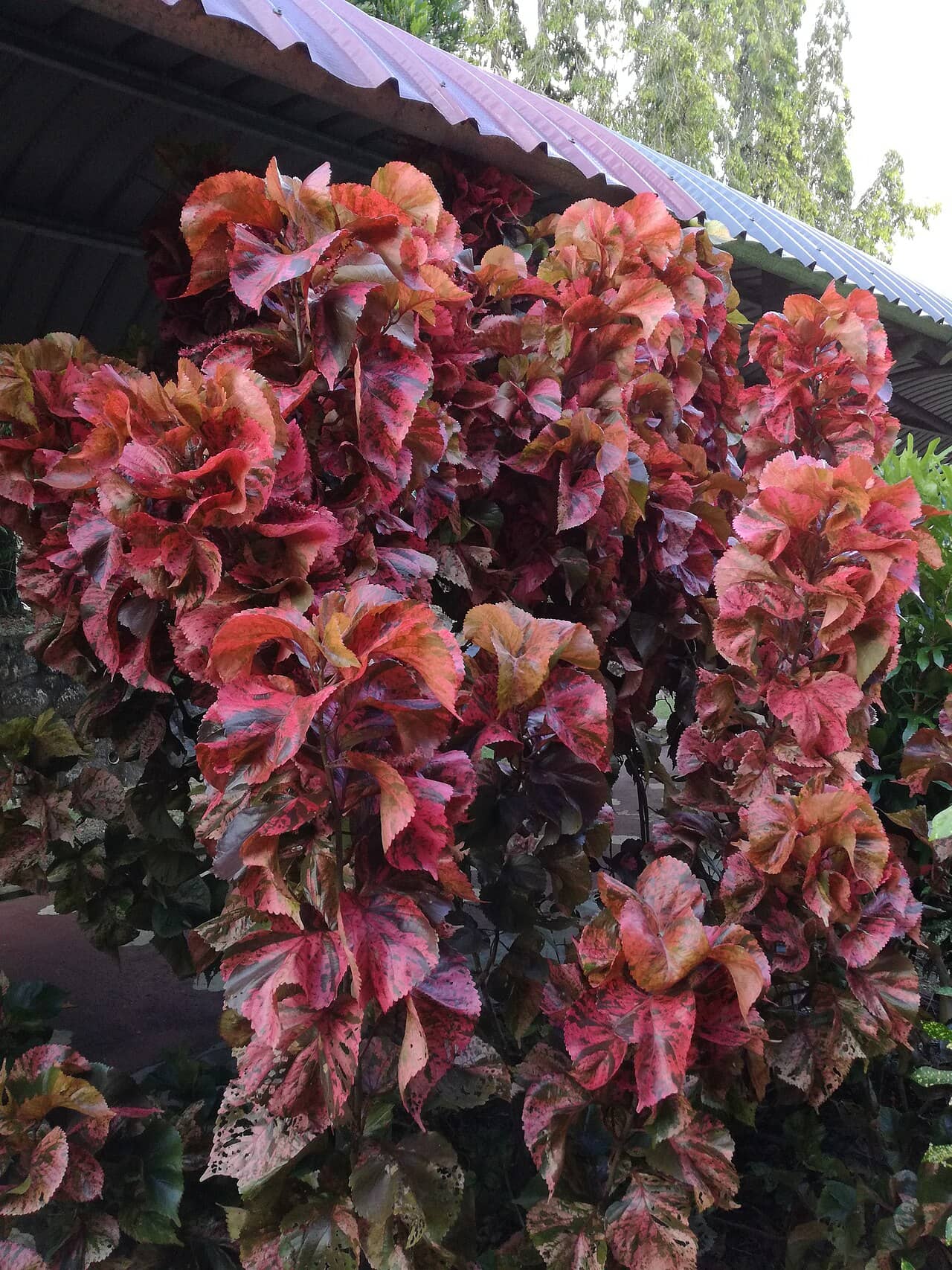 Cooperleaf (Acalypha wilkesiana), the whole plant.