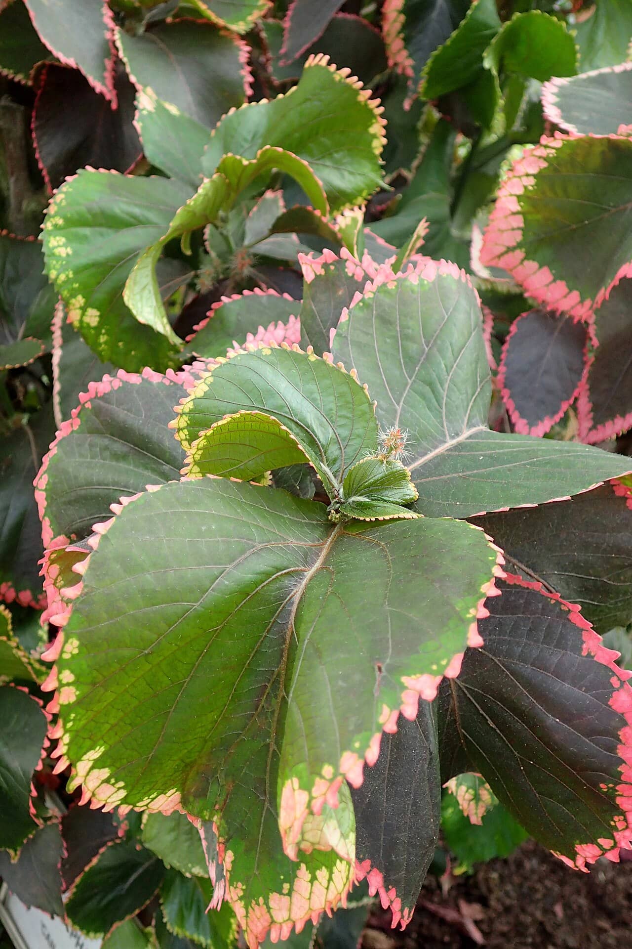 Close view of Cooperleaf (Acalypha wilkesiana) foliage.