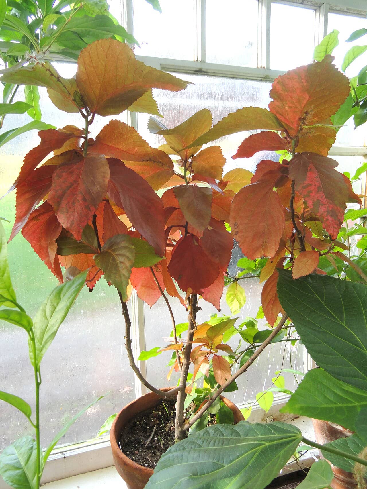 Cooperleaf (Acalypha wilkesiana) growing in a pot.
