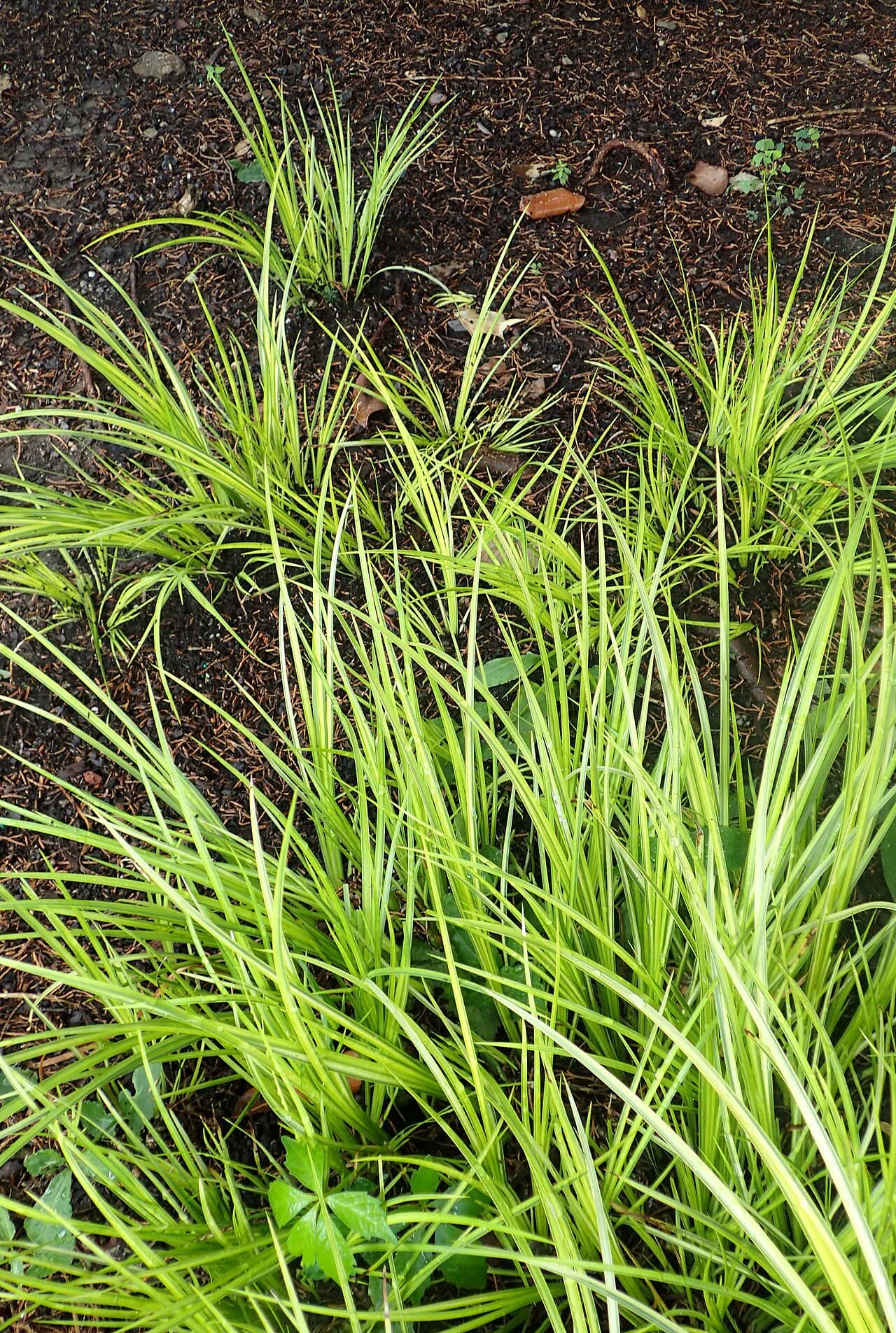 Acorus gramineus (Acorus gramineus), the whole plant.