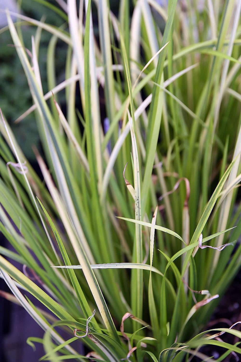 Close view of Acorus gramineus (Acorus gramineus) foliage.
