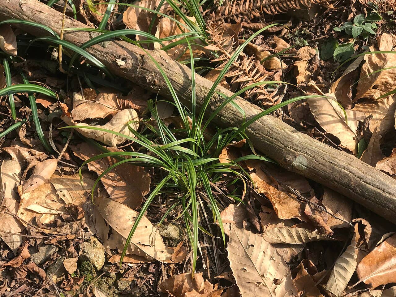 Acorus gramineus (Acorus gramineus) growing wild.
