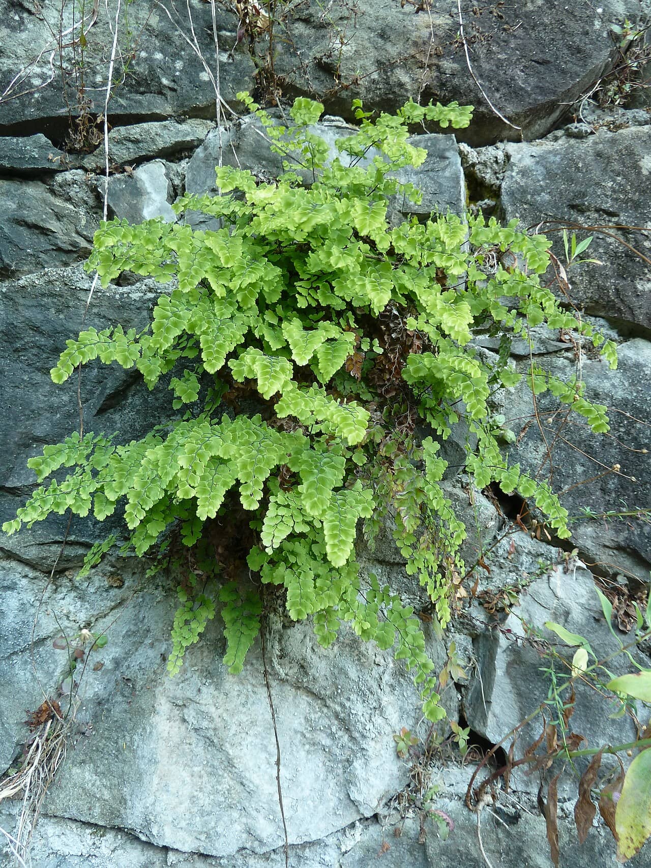 Bush Maidenhair Fern (Adiantum aethiopicum), the whole plant.