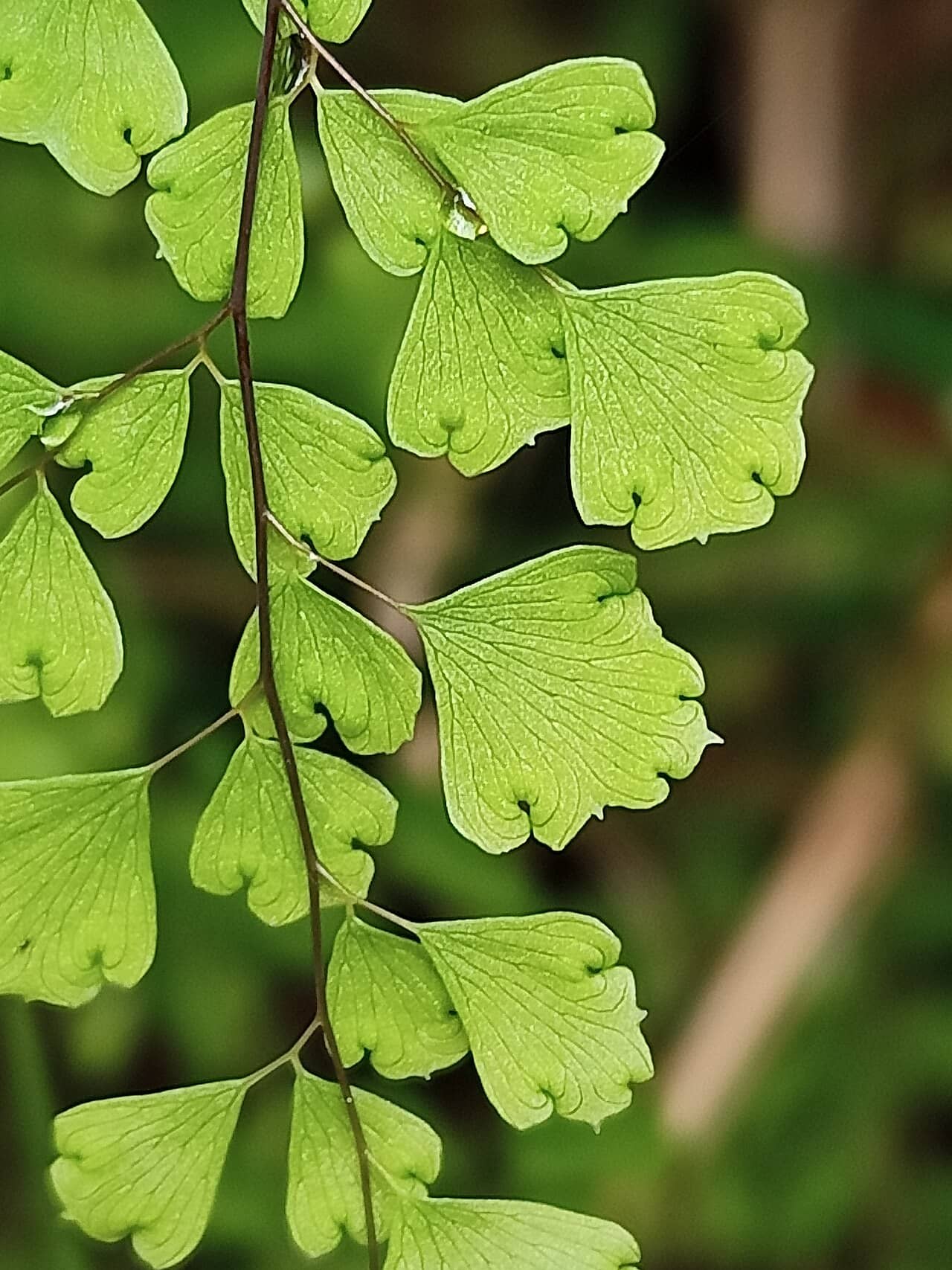 Close view of Bush Maidenhair Fern (Adiantum aethiopicum) foliage.