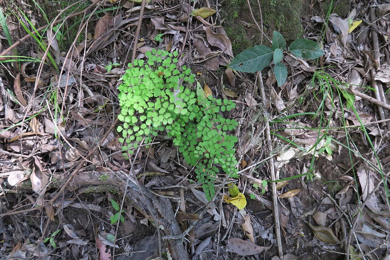 Bush Maidenhair Fern (Adiantum aethiopicum) growing wild.