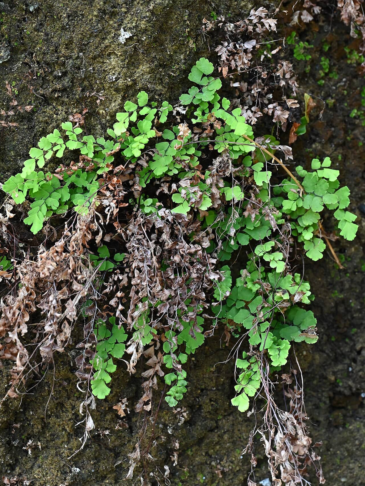 Common maidenhair (Adiantum capillus-veneris), the whole plant.