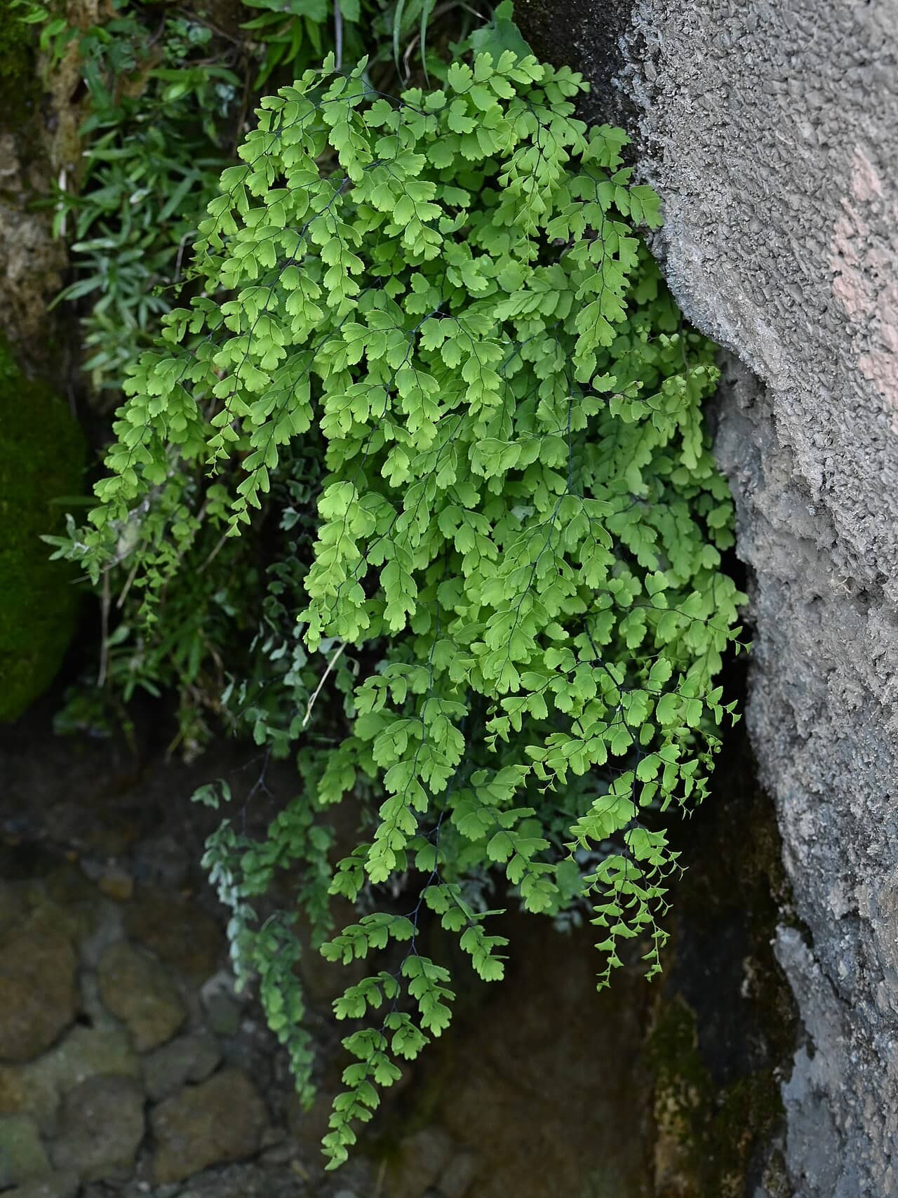 Common maidenhair (Adiantum capillus-veneris) growing wild.