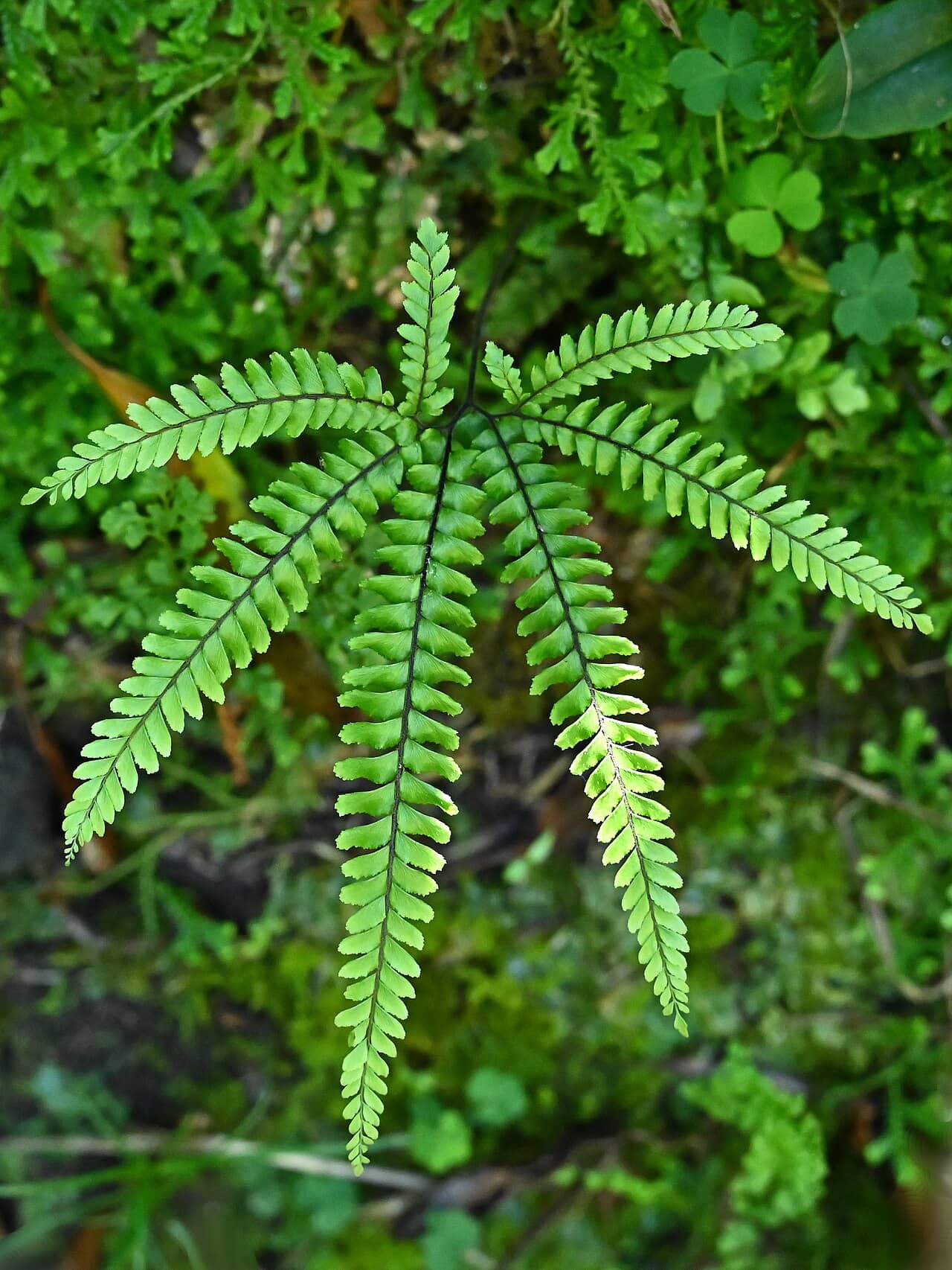 Maidenhair fern (Adiantum hispidulum), the whole plant.