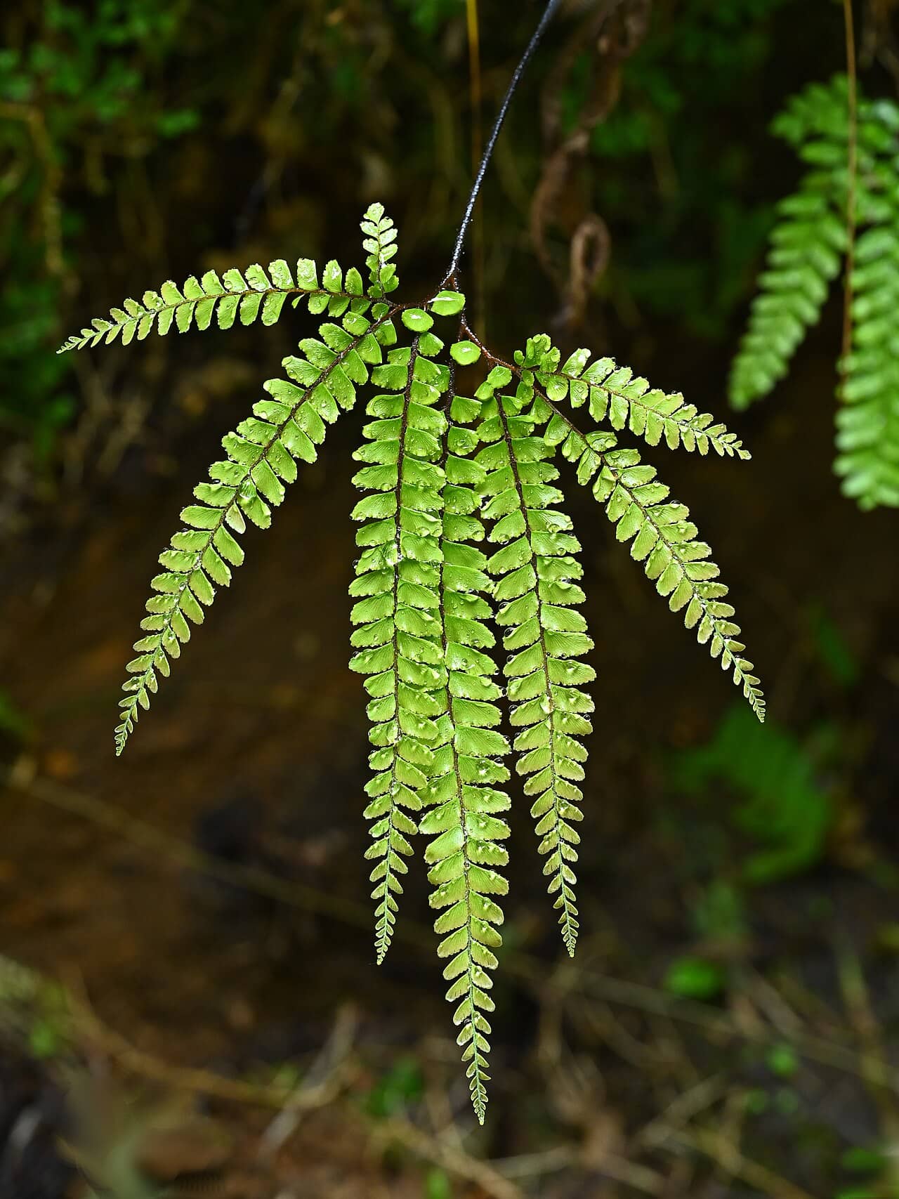 Close view of Maidenhair fern (Adiantum hispidulum) foliage.