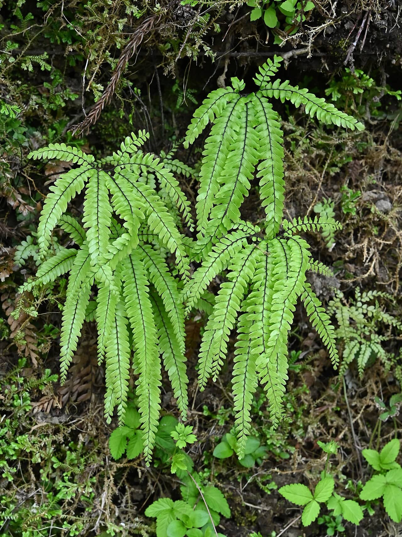 Maidenhair fern (Adiantum hispidulum) growing wild.
