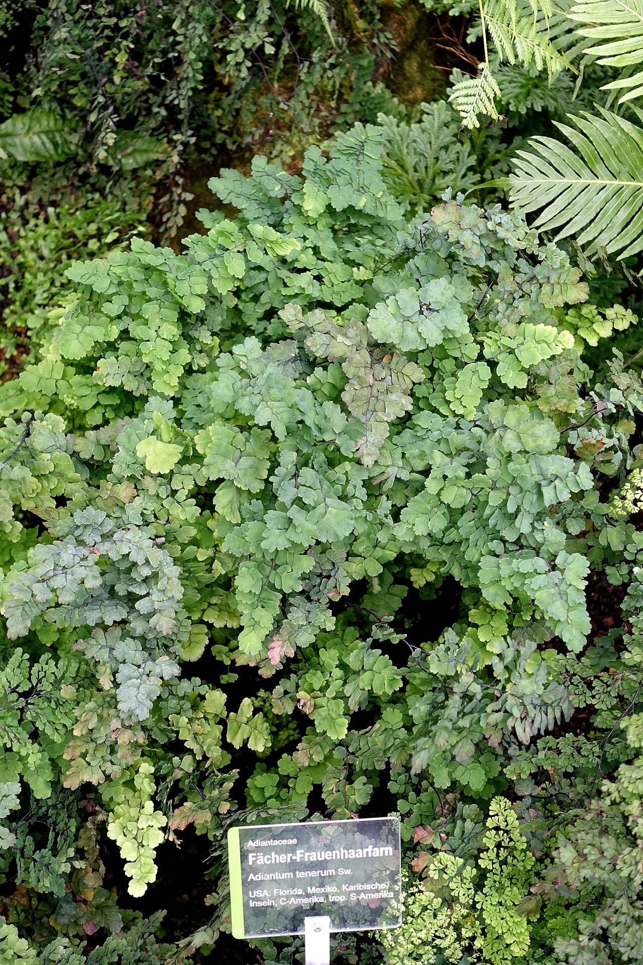 Black-Stick Maidenhair (Adiantum tenerum), the whole plant.