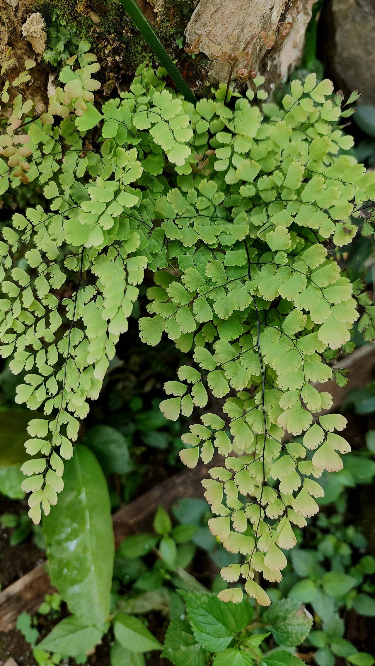Close view of Black-Stick Maidenhair (Adiantum tenerum) foliage.