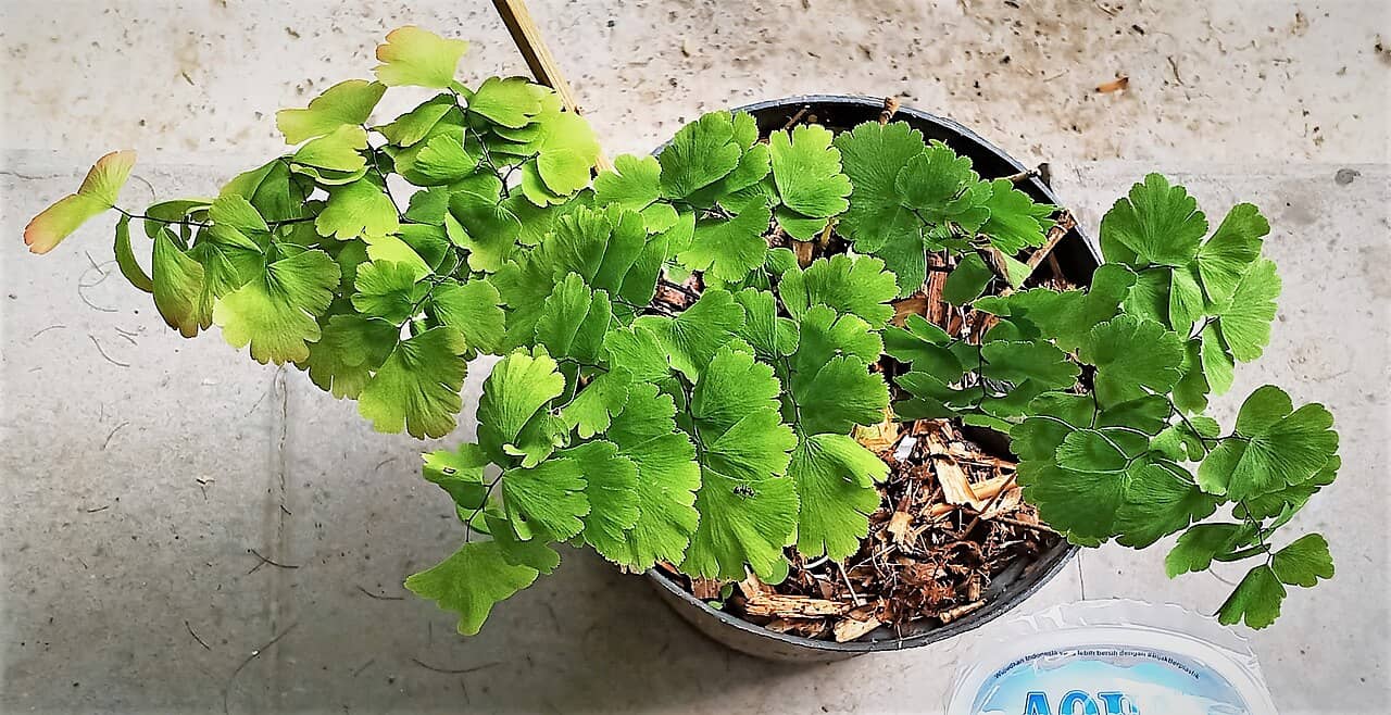 Black-Stick Maidenhair (Adiantum tenerum) growing in a pot.