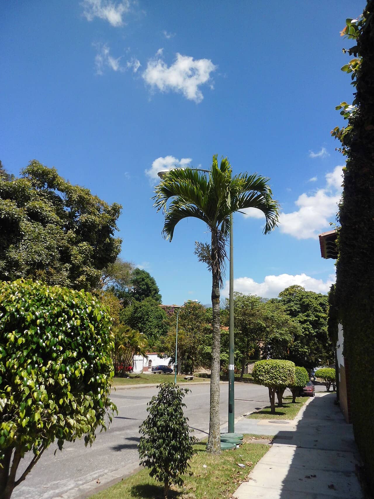 Christmas Palm (Adonidia merrillii), the whole plant.