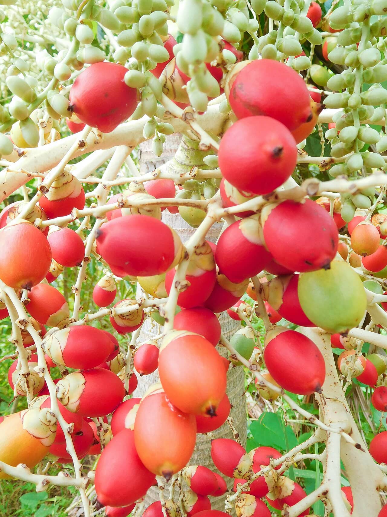 Close view of Christmas Palm (Adonidia merrillii) foliage.