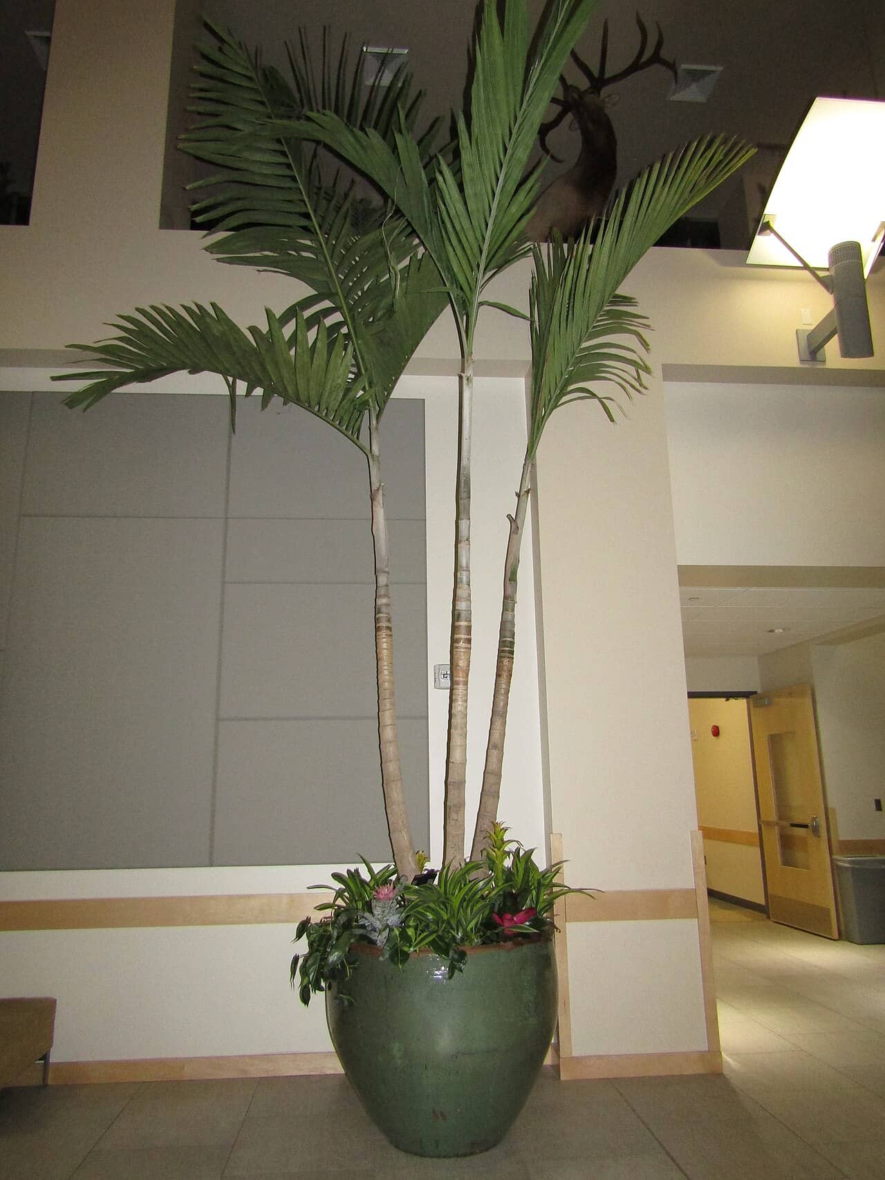 Christmas Palm (Adonidia merrillii) growing in a pot.