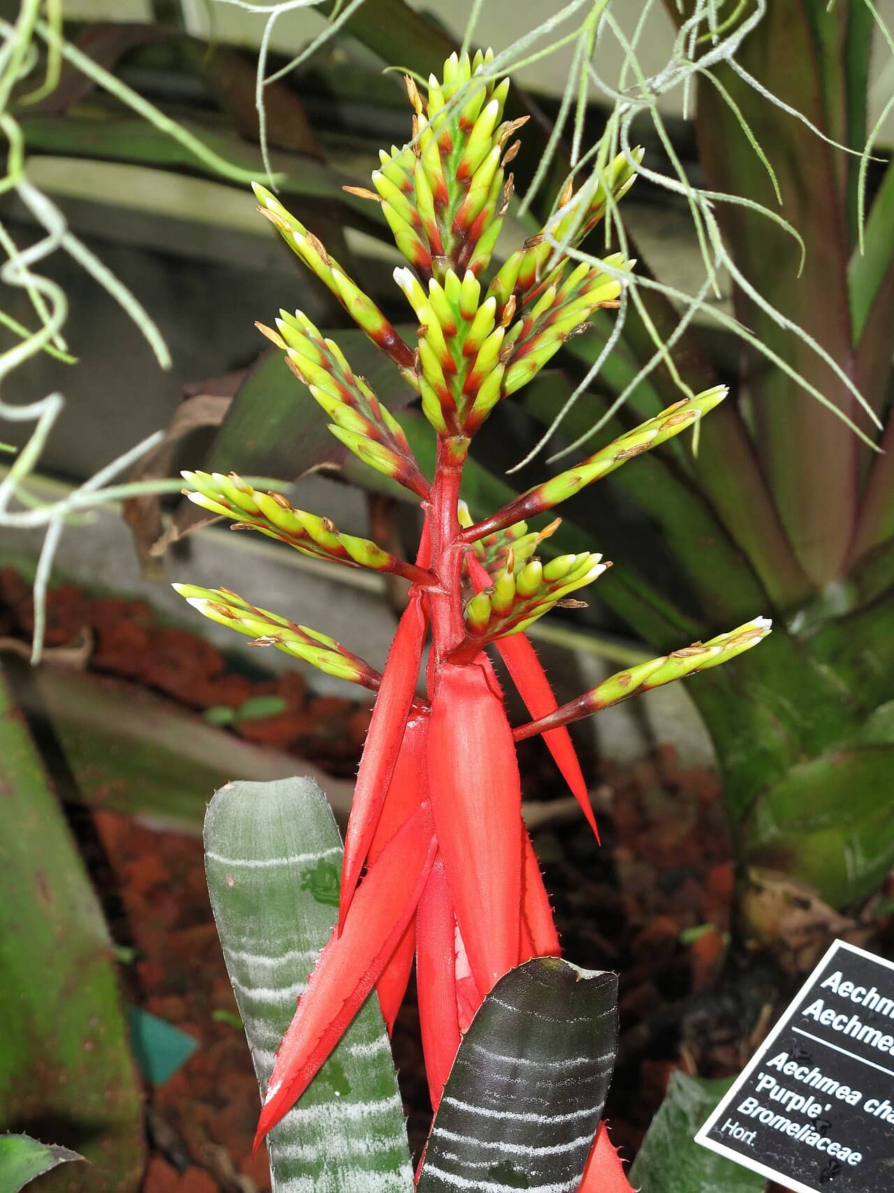 Amazonian Zebra Plant (Aechmea chantinii), the whole plant.