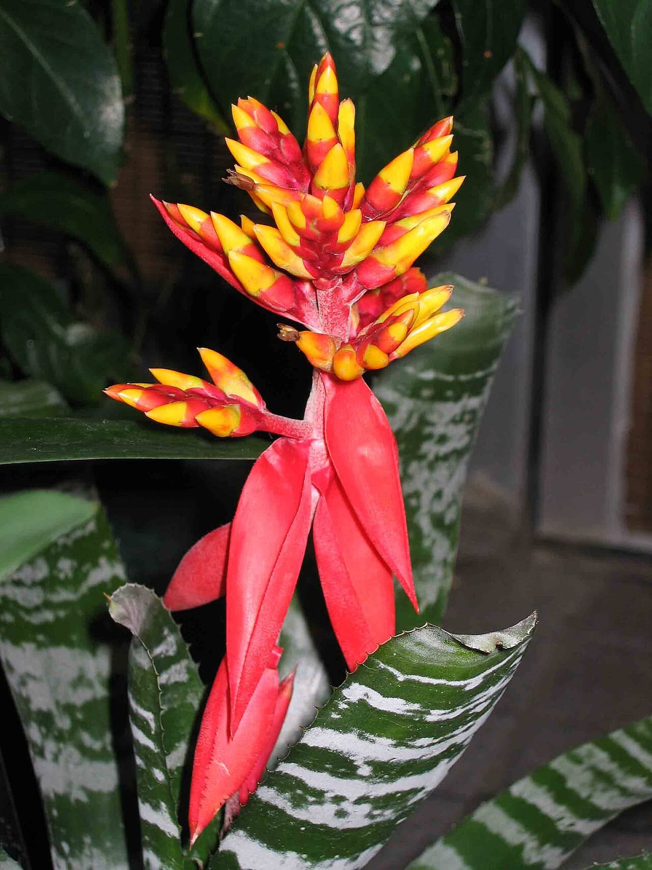 Flowers of Amazonian Zebra Plant (Aechmea chantinii).