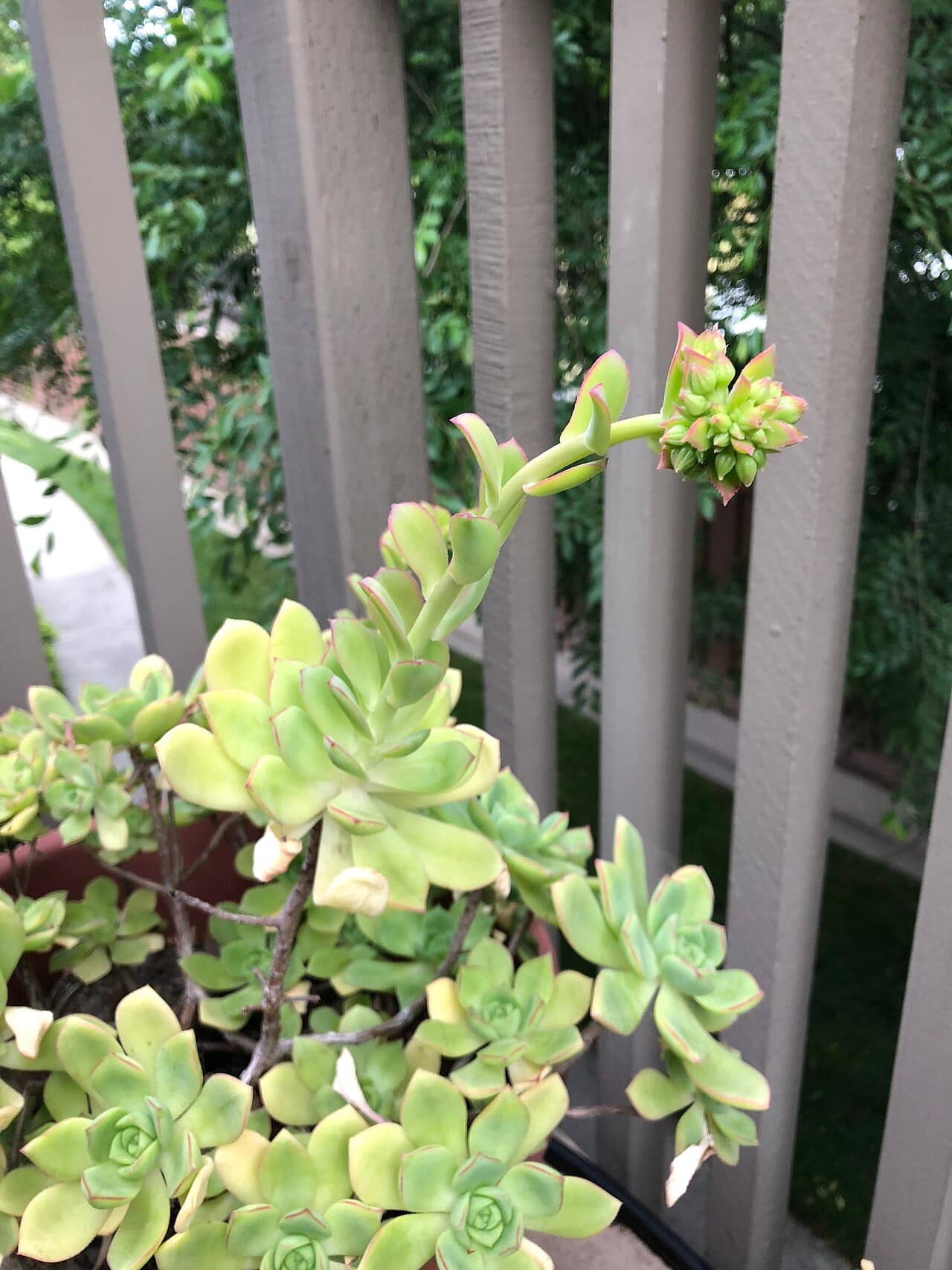Aeonium haworthii (Aeonium haworthii), the whole plant.