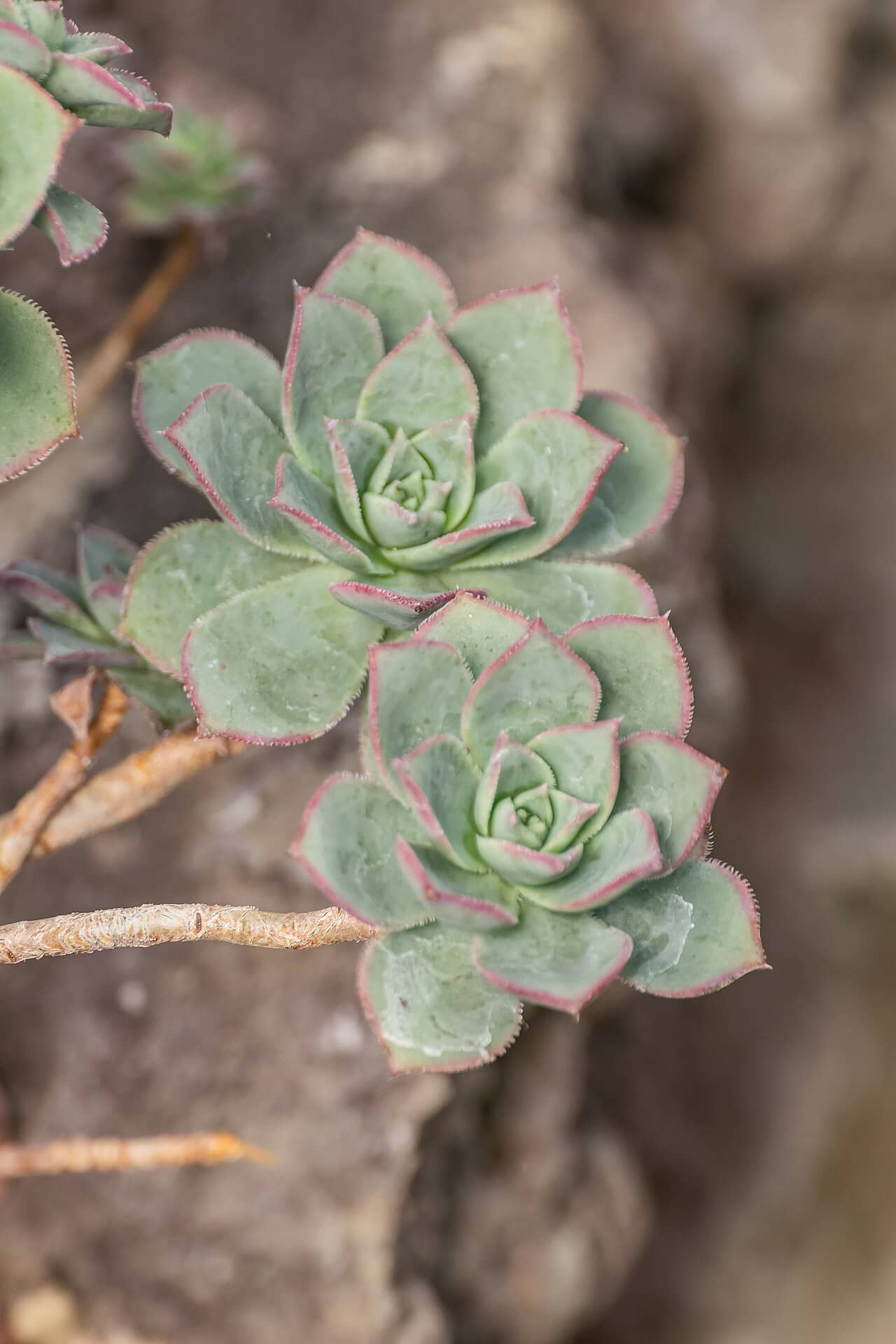 Close view of Aeonium haworthii (Aeonium haworthii) foliage.
