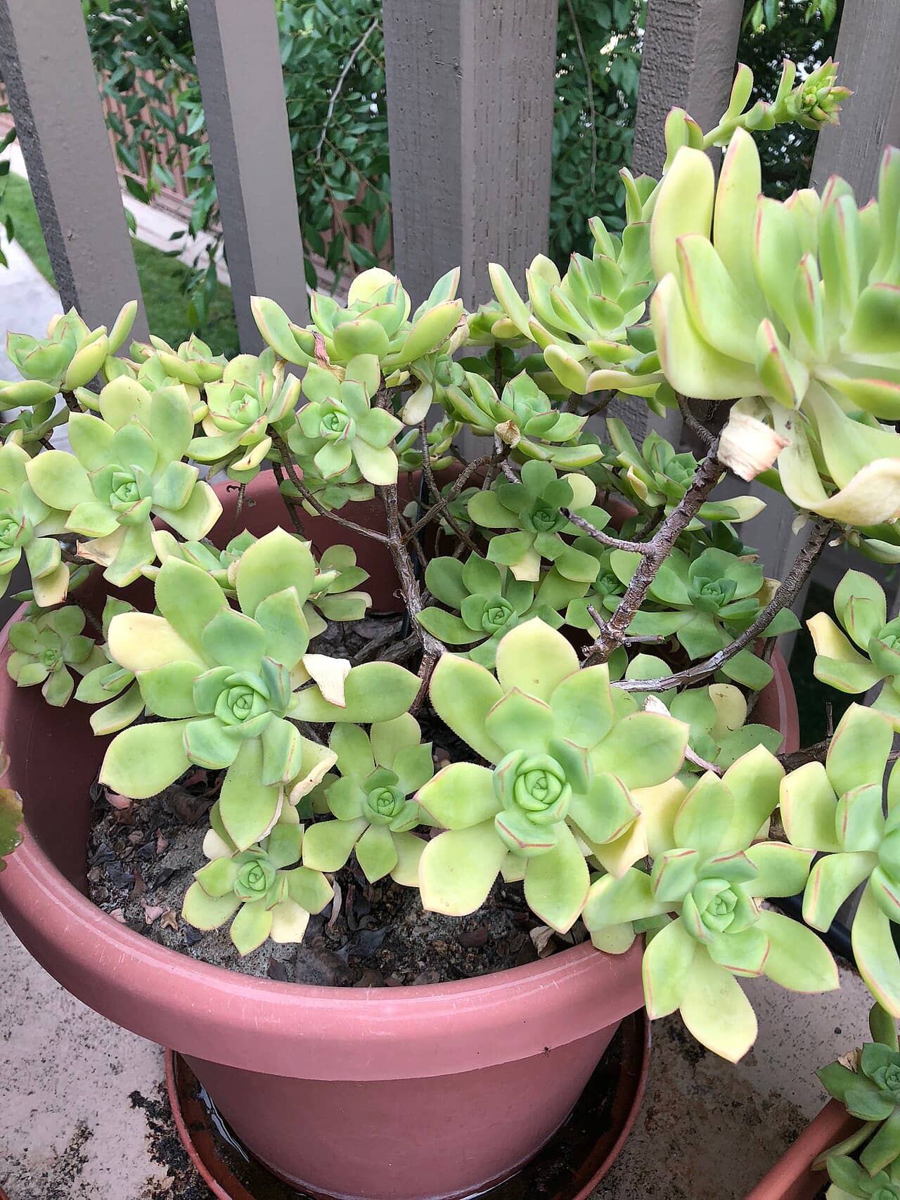Aeonium haworthii (Aeonium haworthii) growing in a pot.