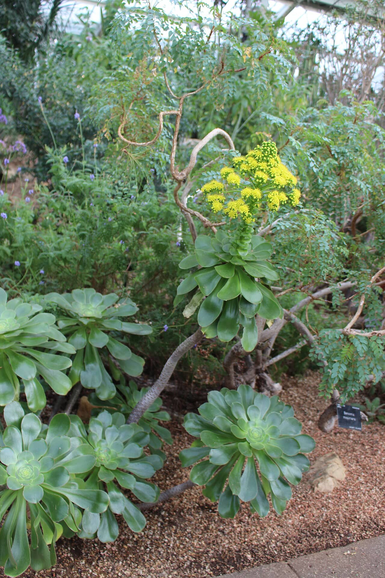 Aeonium undulatum (Aeonium undulatum), the whole plant.