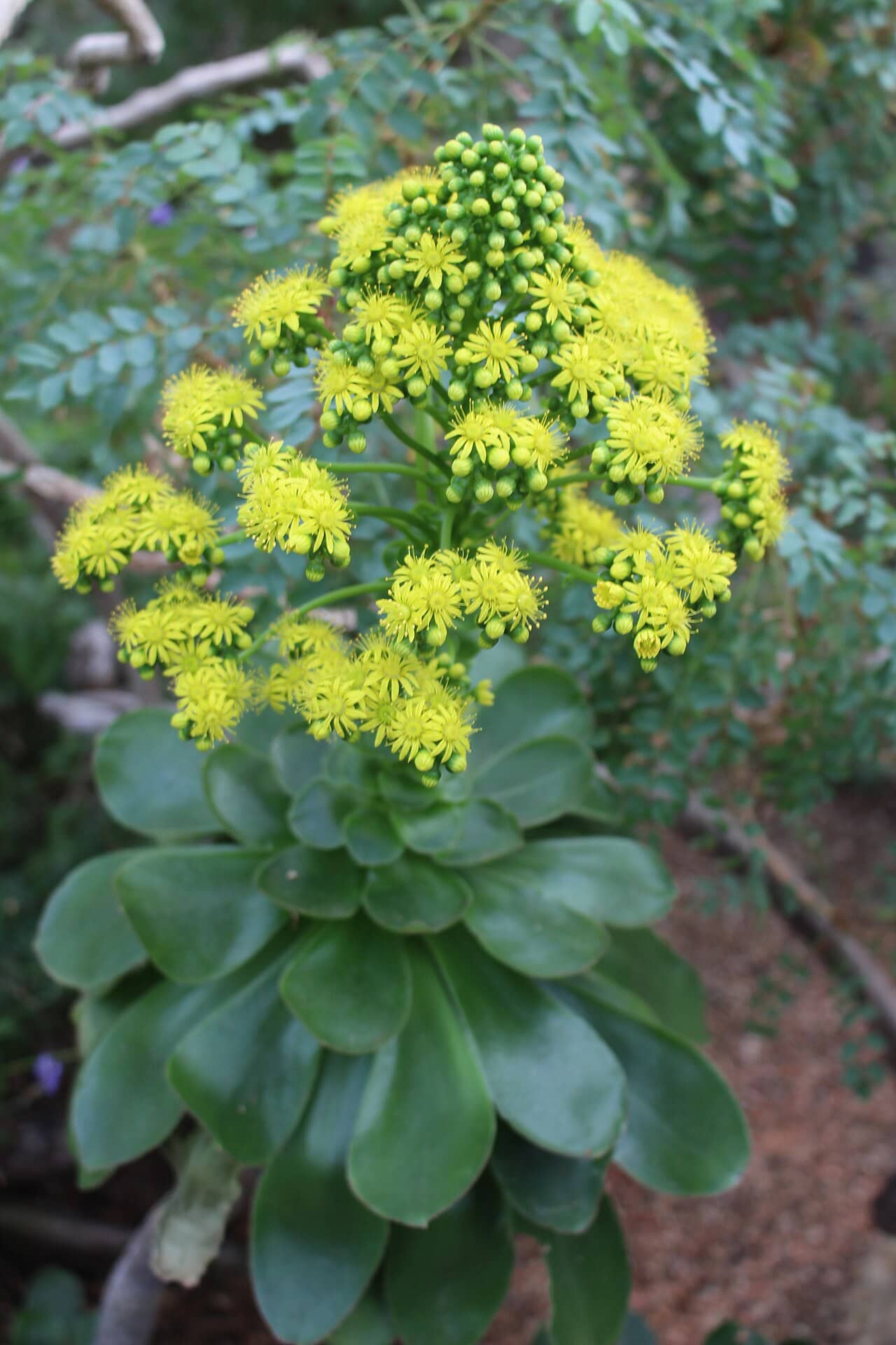 Flowers of Aeonium undulatum (Aeonium undulatum).