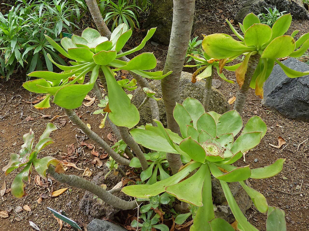 Aeonium undulatum (Aeonium undulatum) growing wild.