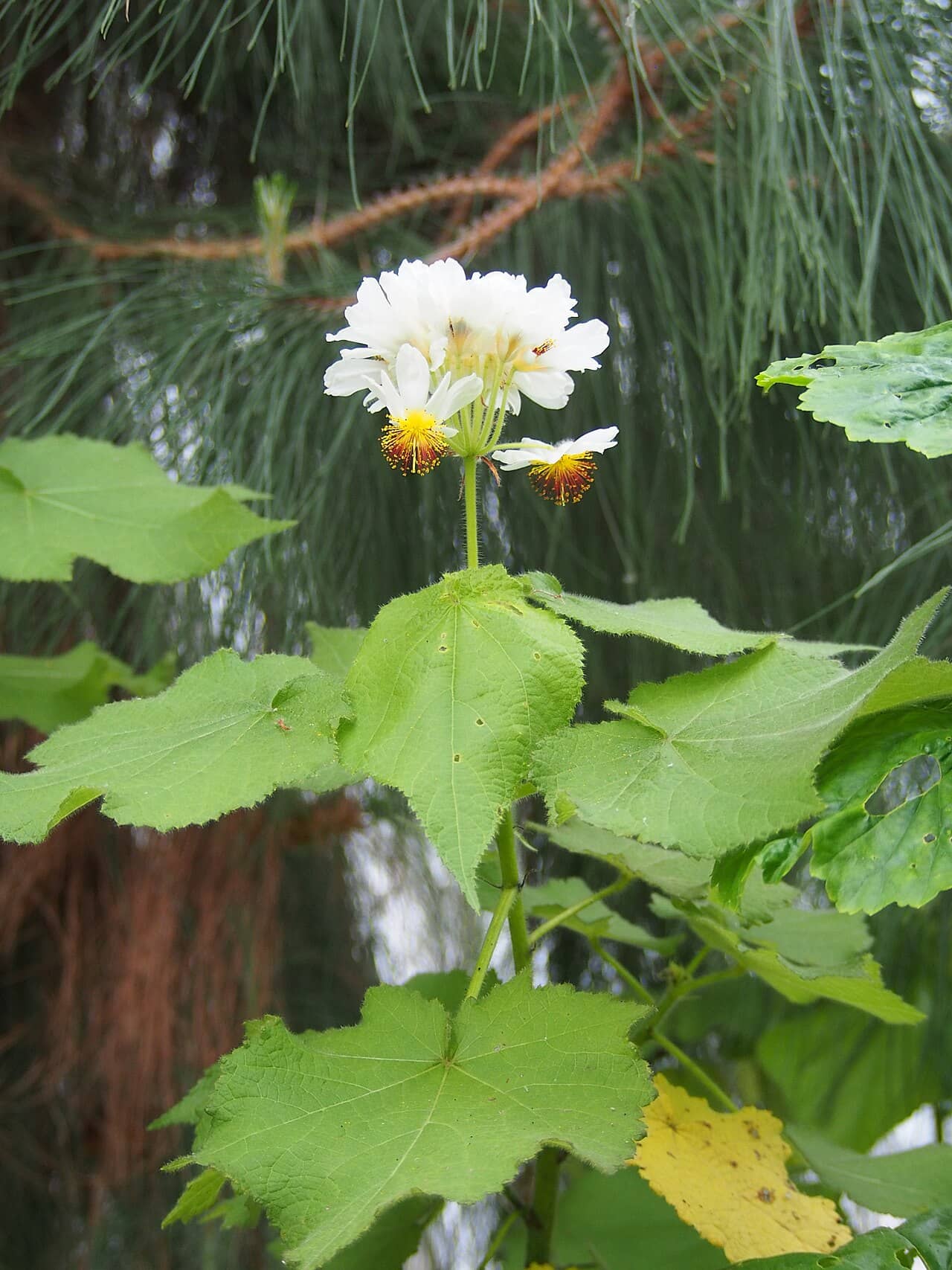 African Hemp (Sparrmannia africana), the whole plant.