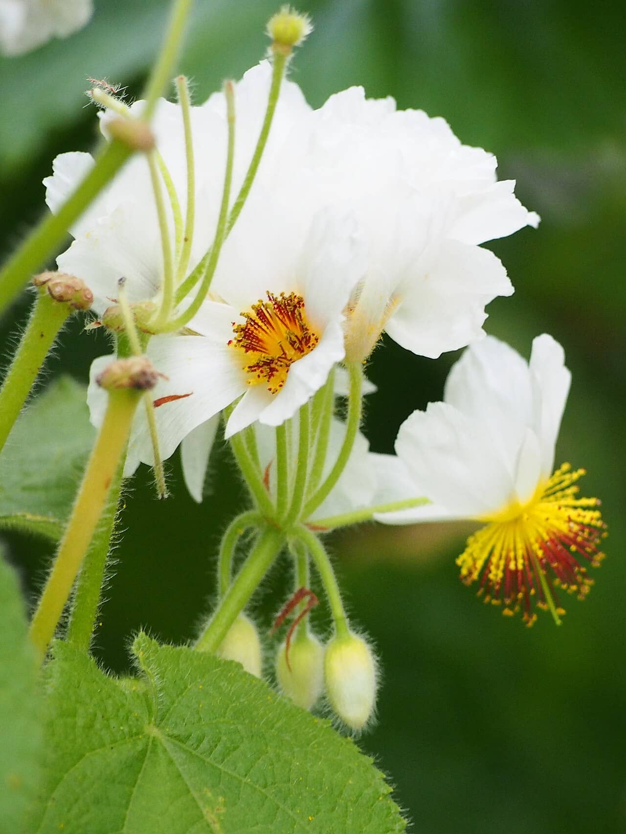 Flowers of African Hemp (Sparrmannia africana).