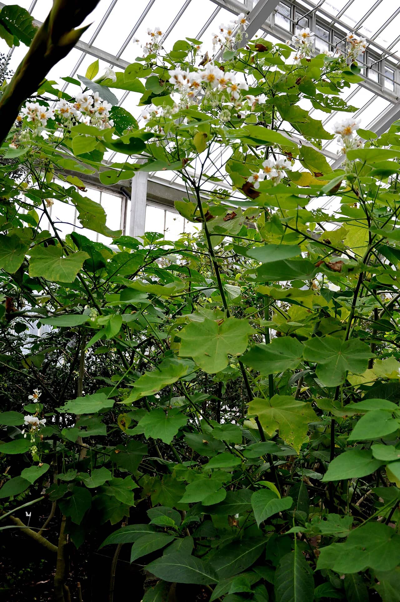 African Hemp (Sparrmannia africana) growing wild.