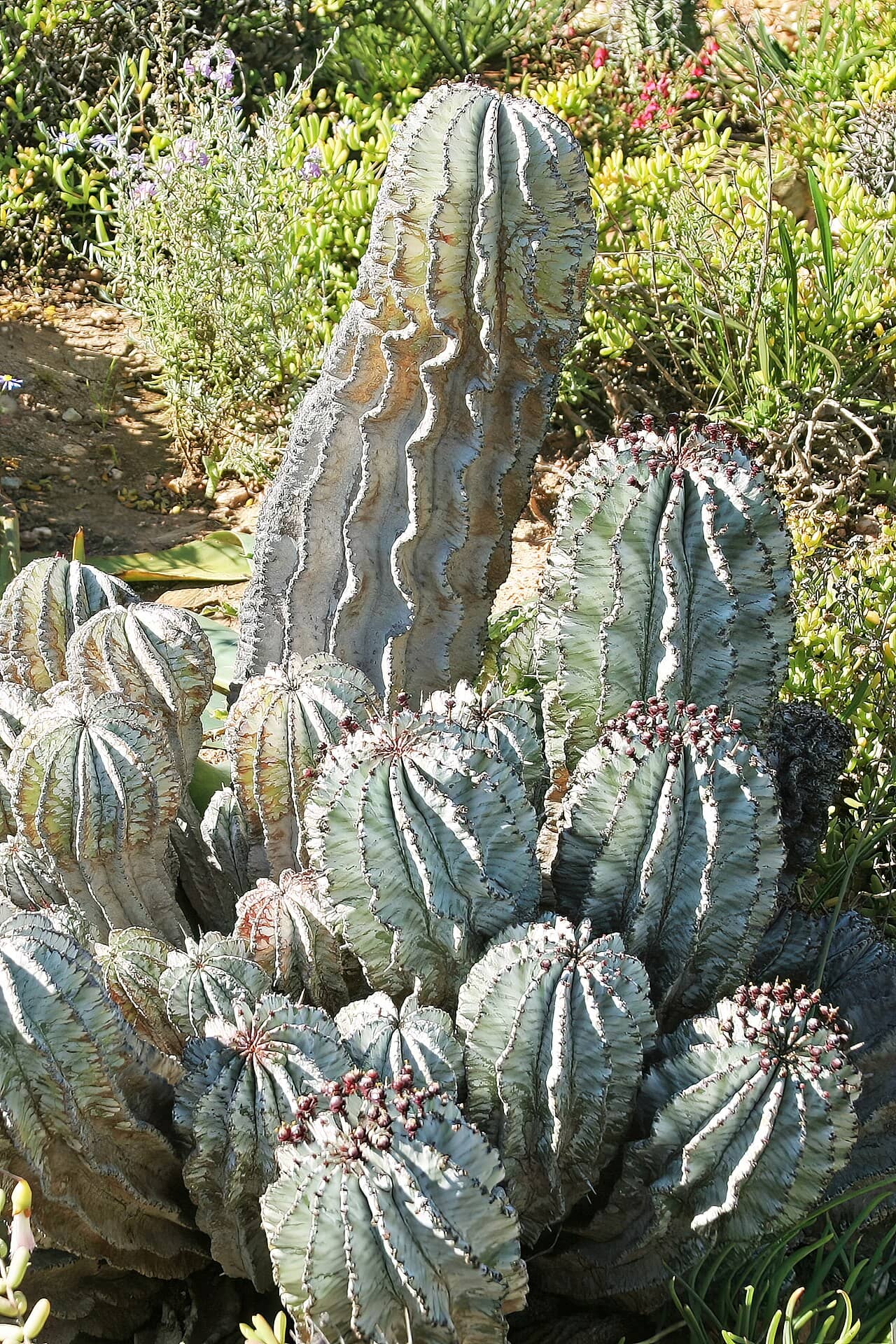African Milk Barrel (Euphorbia polygona), the whole plant.
