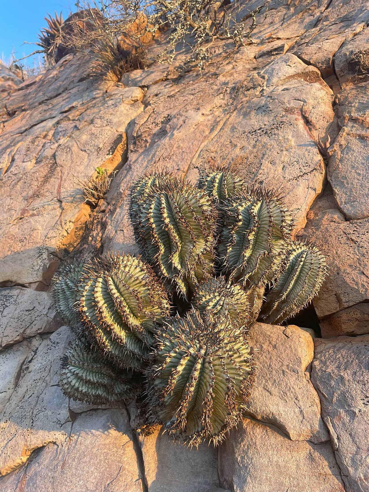 African Milk Barrel (Euphorbia polygona) growing wild.