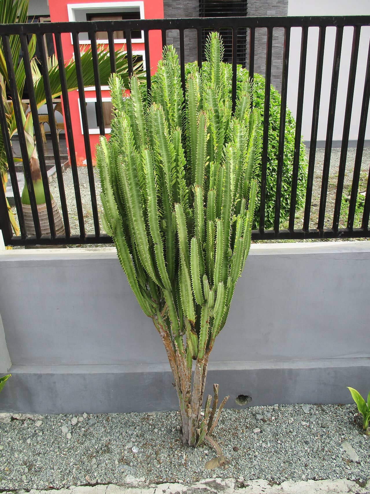 African Milk Tree (Euphorbia trigona), the whole plant.