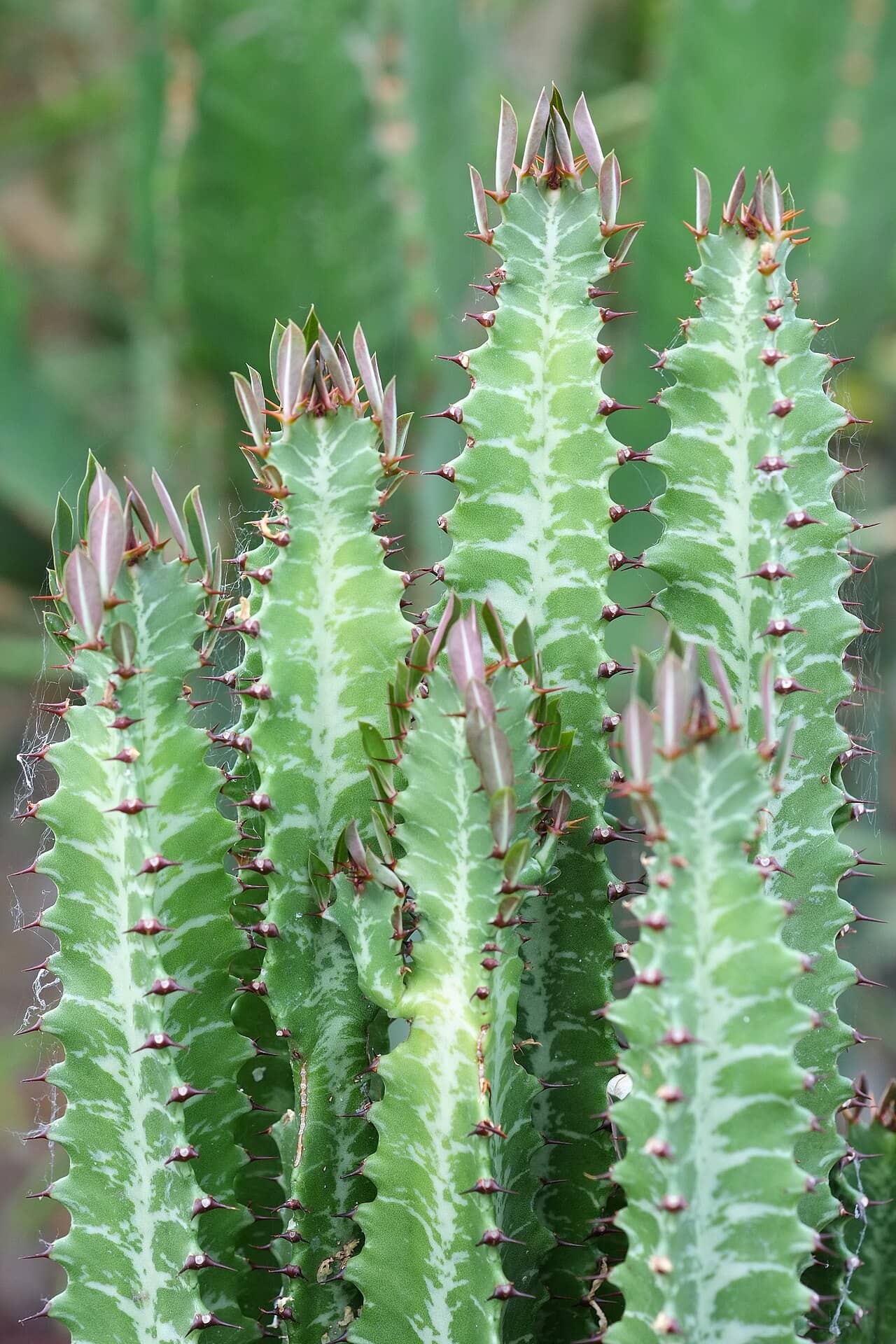 Close view of African Milk Tree (Euphorbia trigona) foliage.