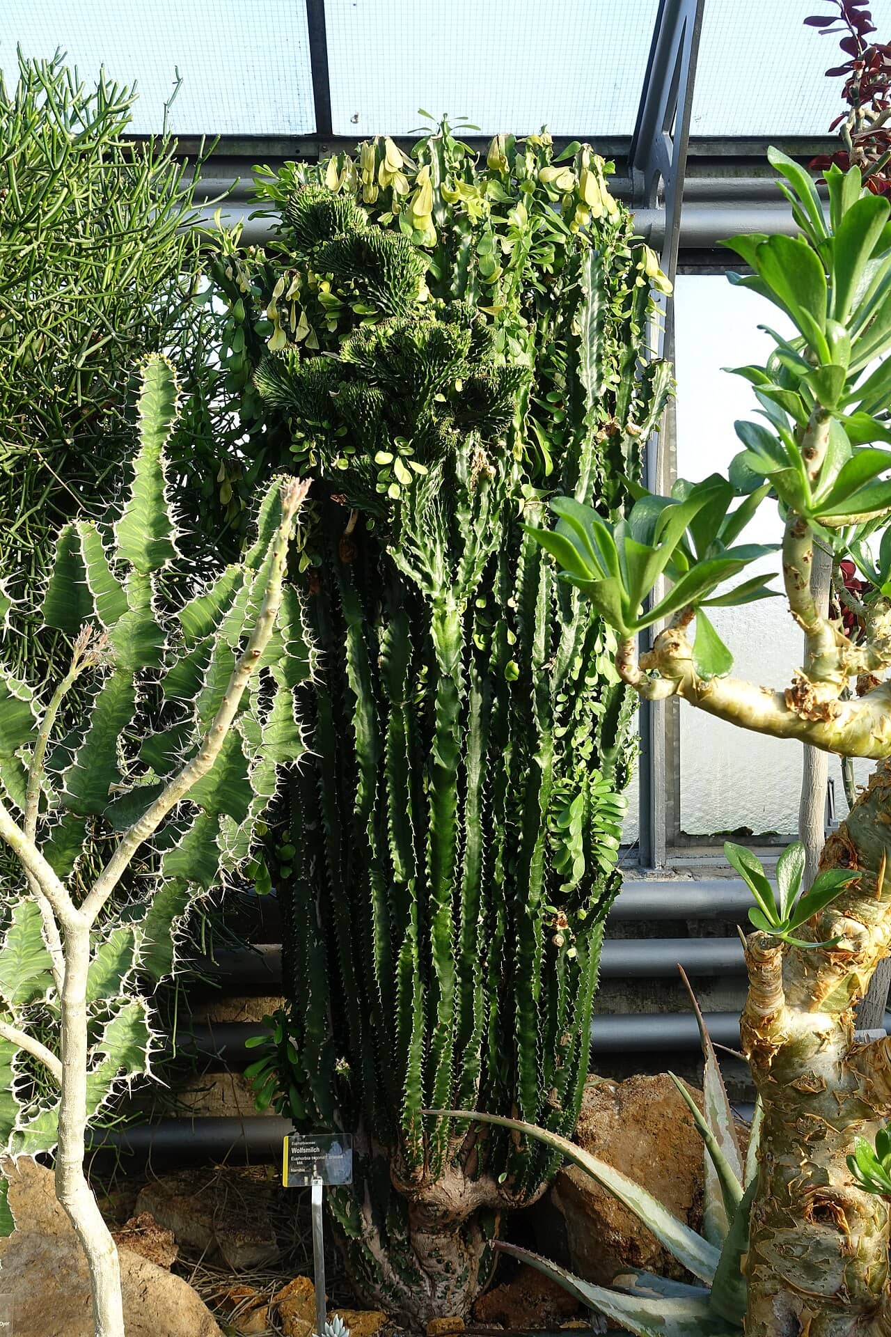 African Milk Tree (Euphorbia trigona) growing wild.