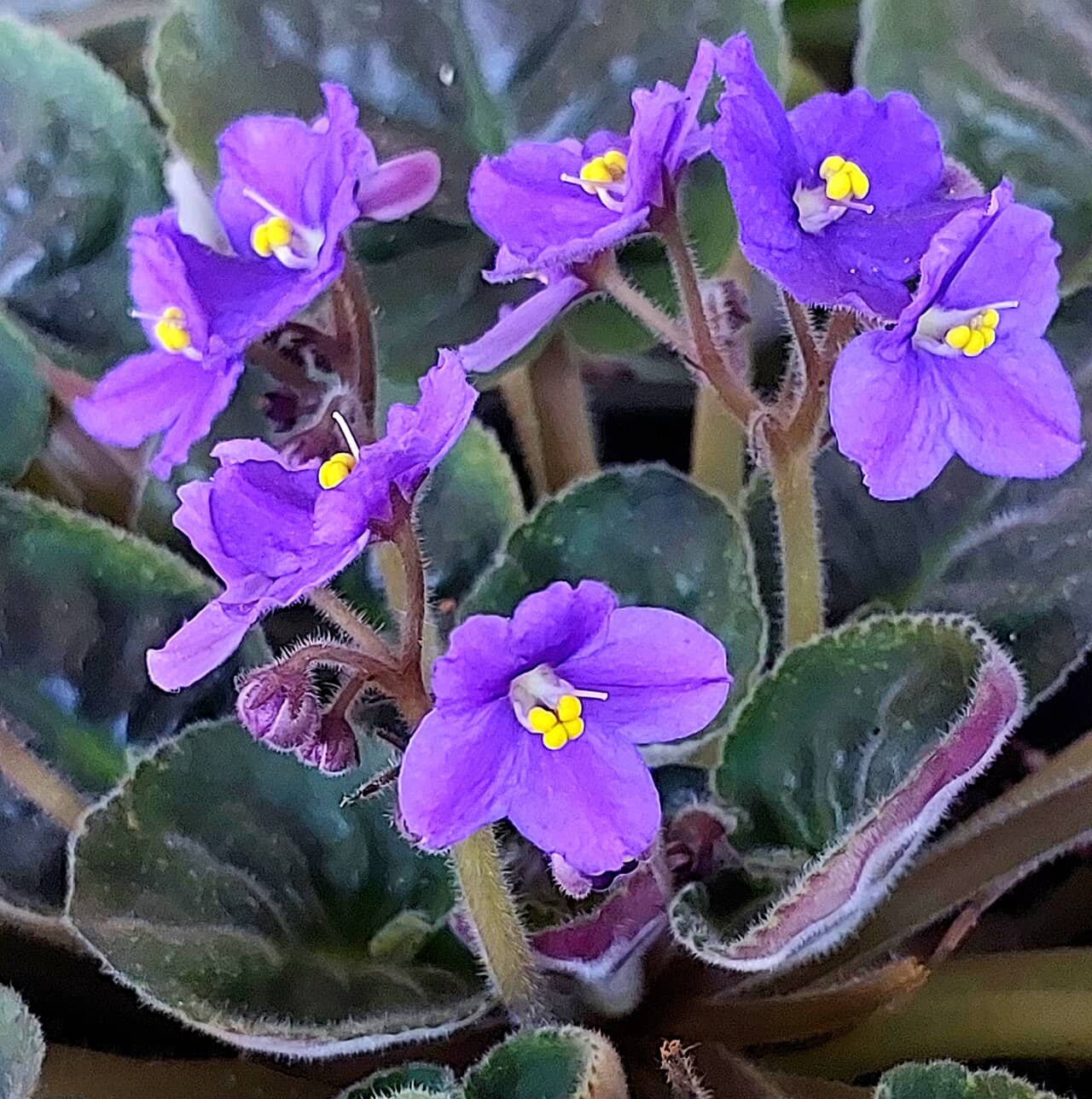 African violet (Streptocarpus ionanthus), the whole plant.