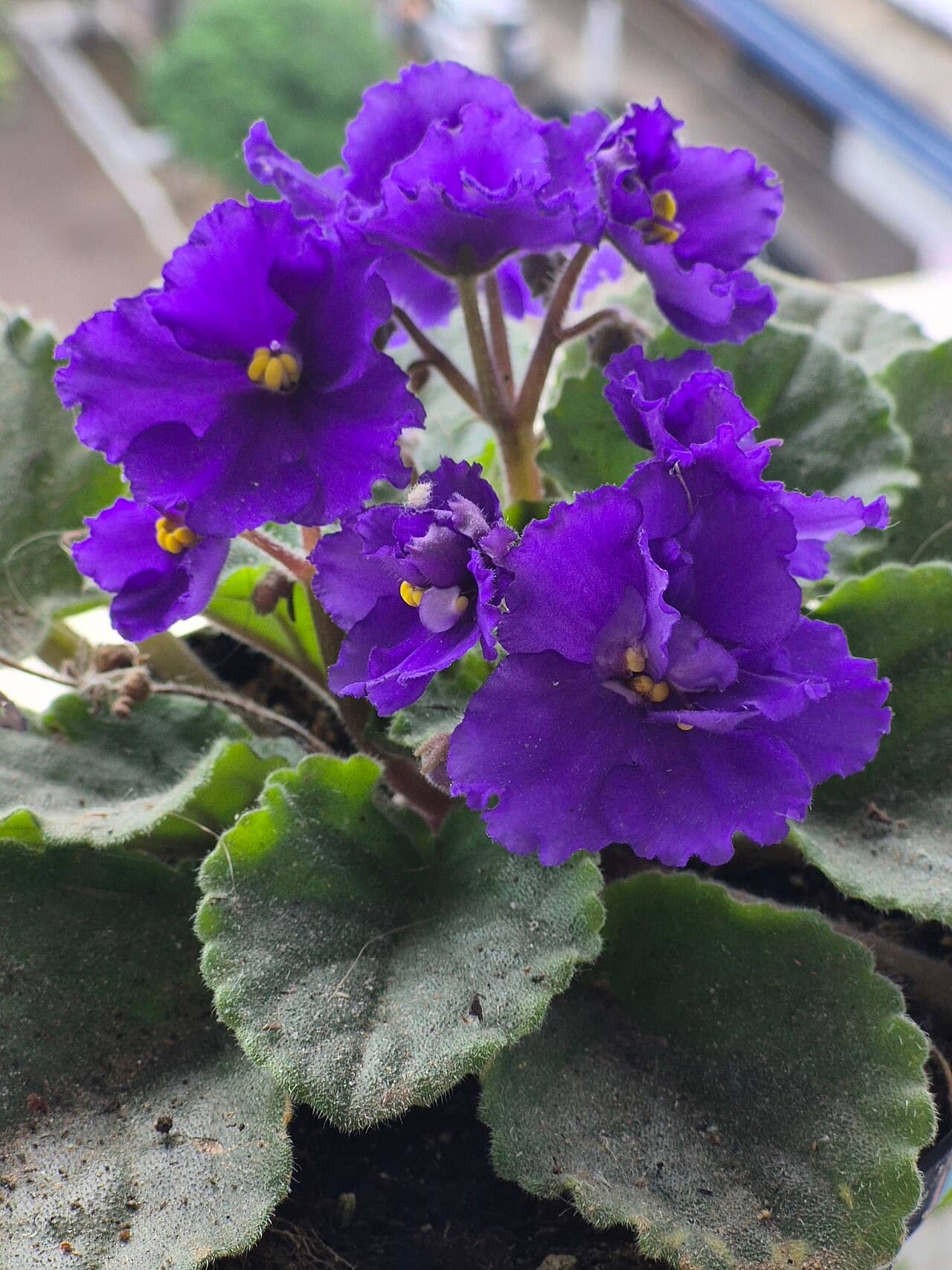 Flowers of African violet (Streptocarpus ionanthus).