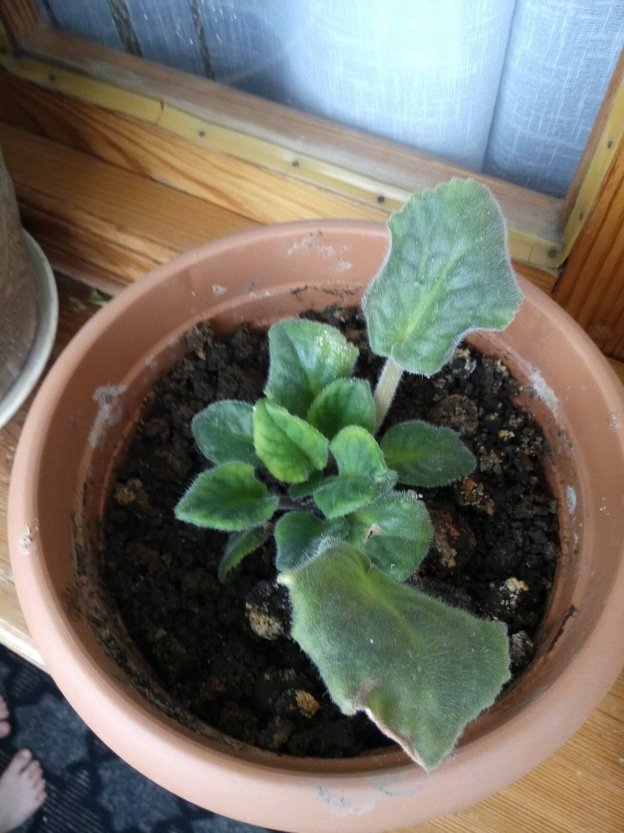 African violet (Streptocarpus ionanthus) growing in a pot.