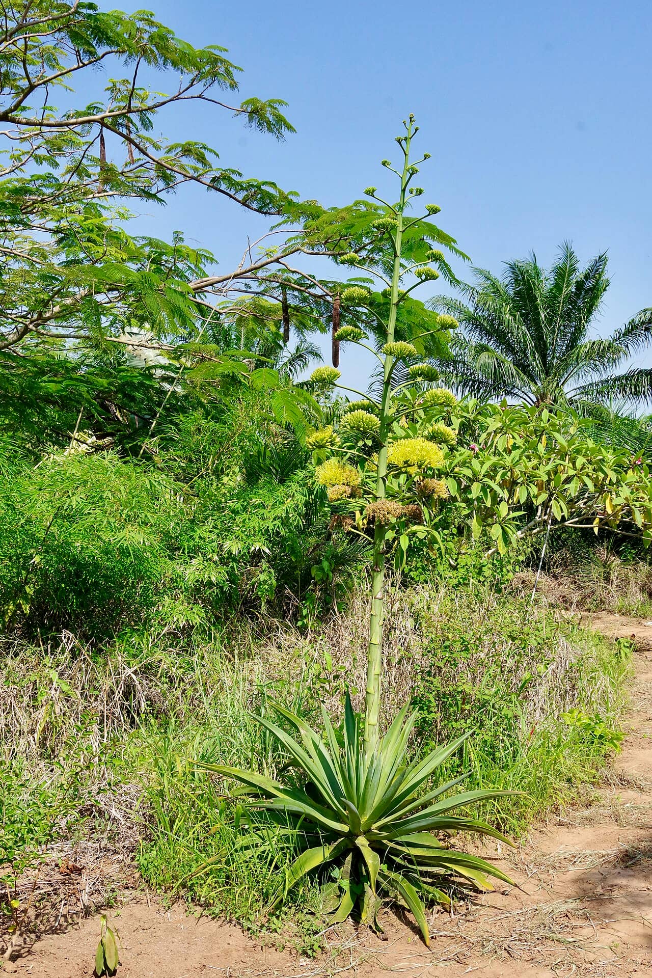 Agave americana (Agave americana), the whole plant.