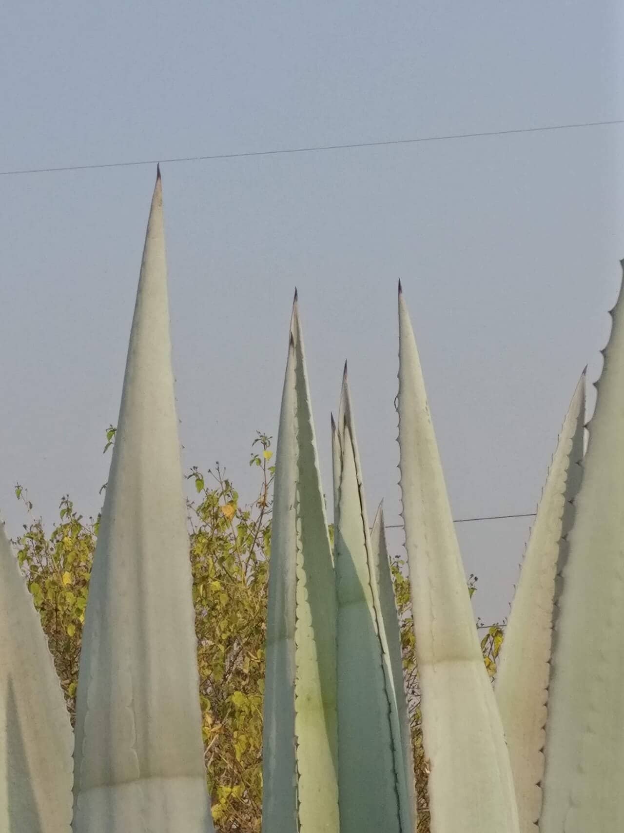 Close view of Agave americana (Agave americana) foliage.