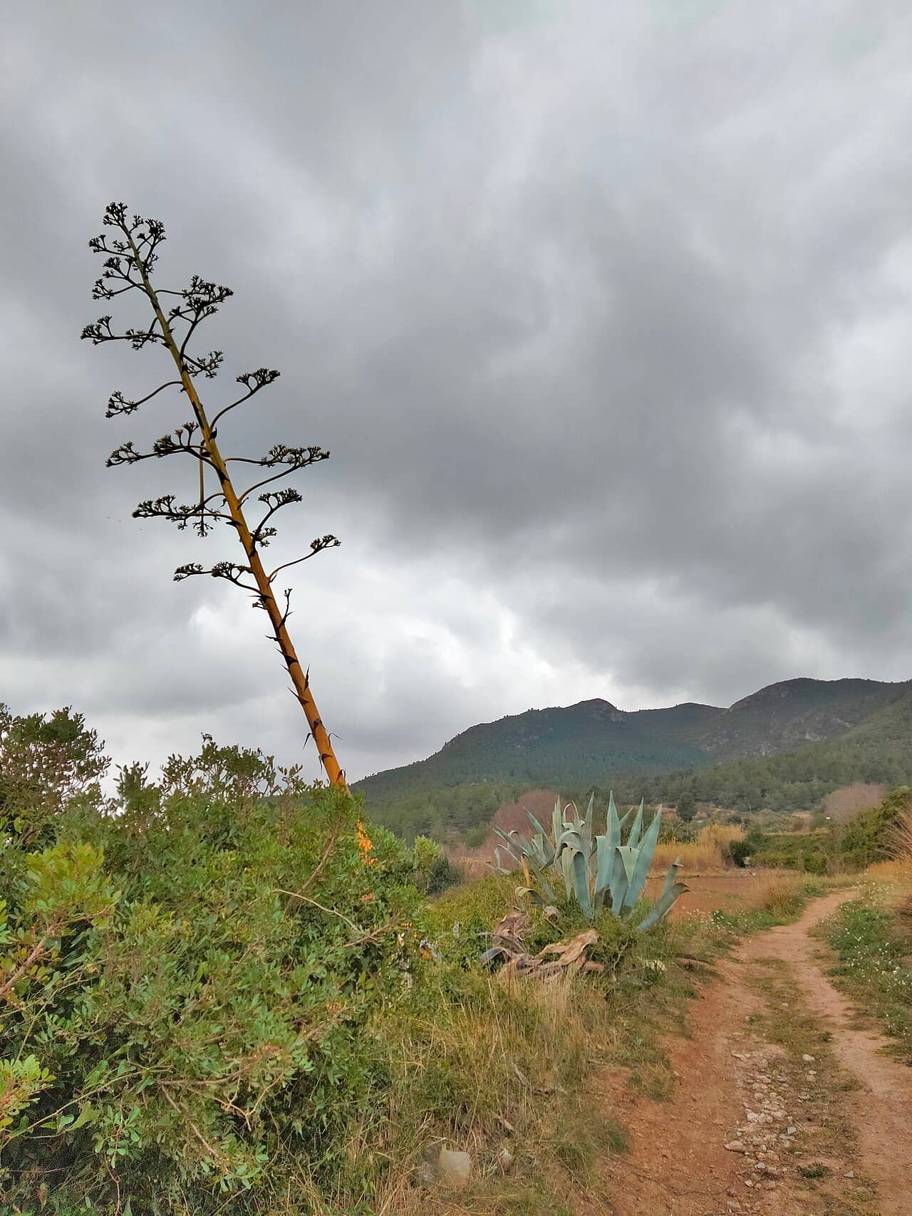 Agave americana (Agave americana) growing wild.