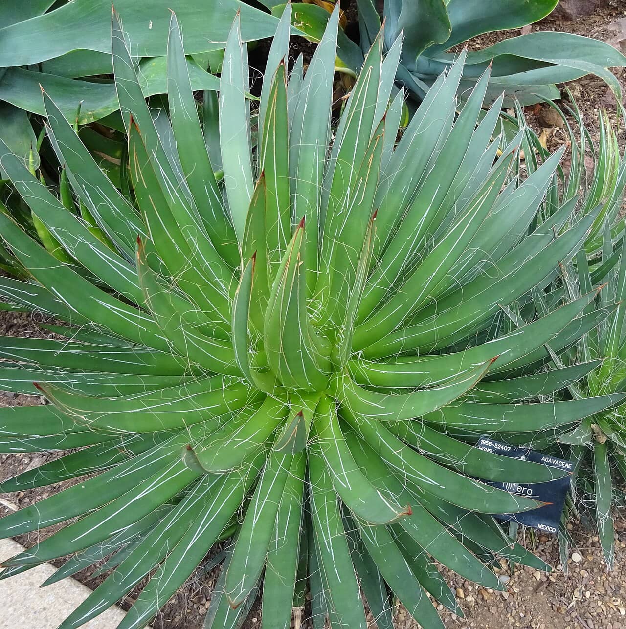 Agave filifera (Agave filifera), the whole plant.
