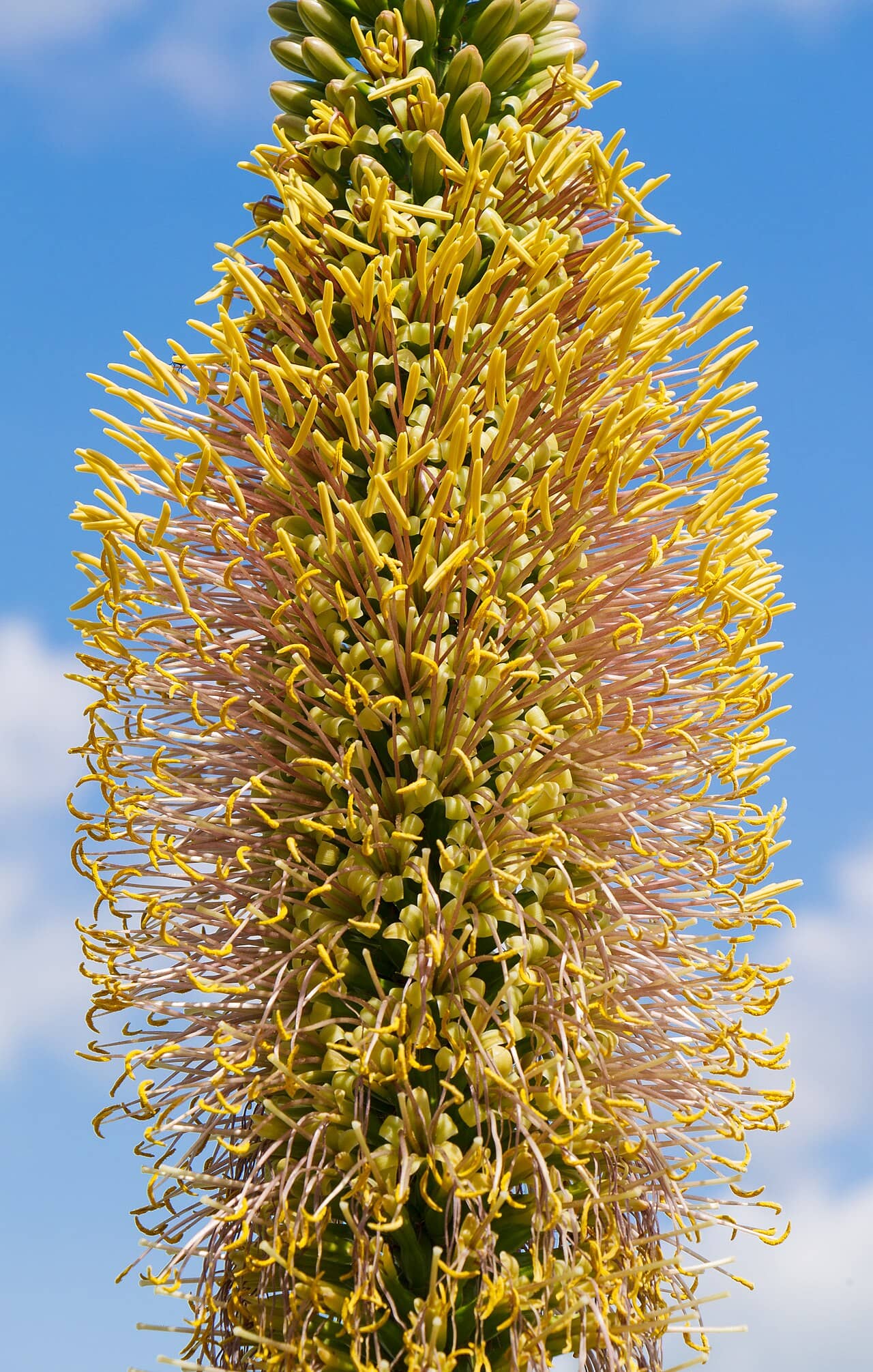 Flowers of Agave filifera (Agave filifera).