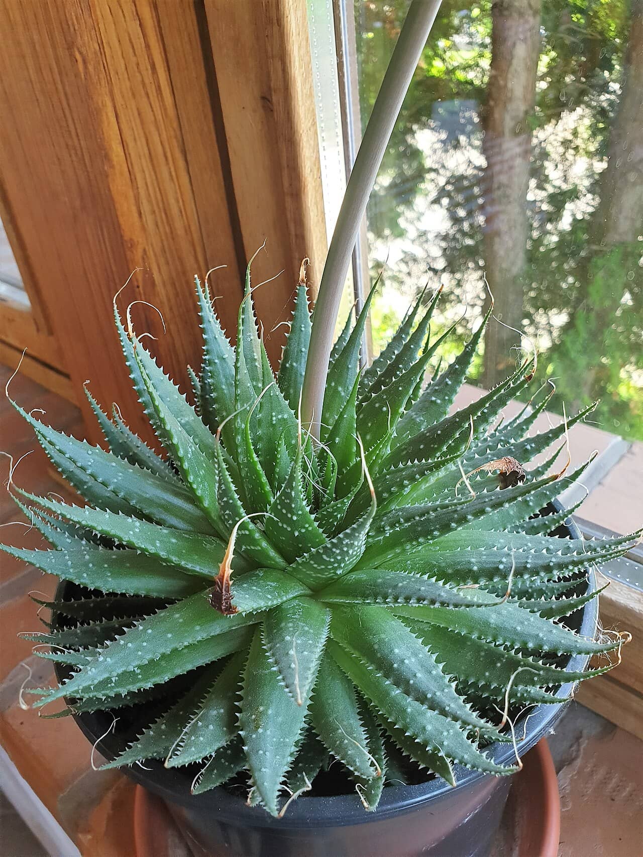 Agave filifera (Agave filifera) growing in a pot.