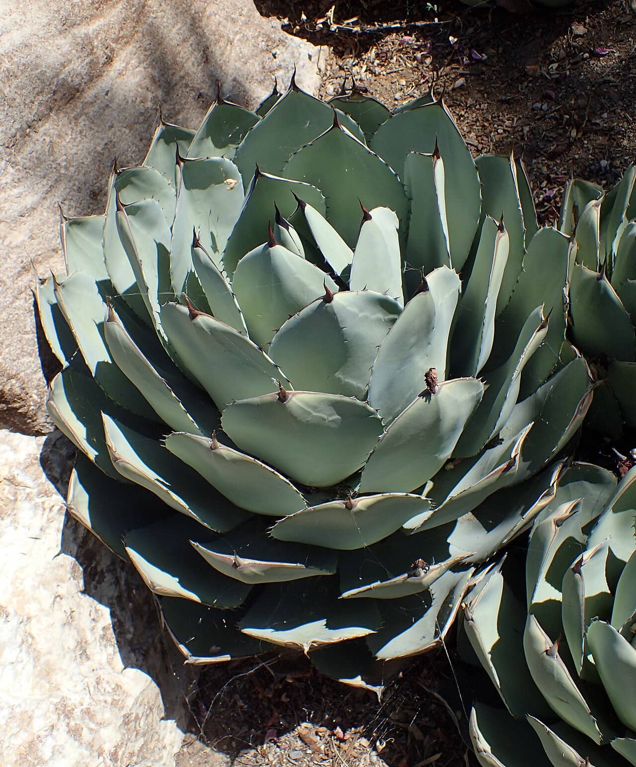 Agave parryi (Agave parryi), the whole plant.