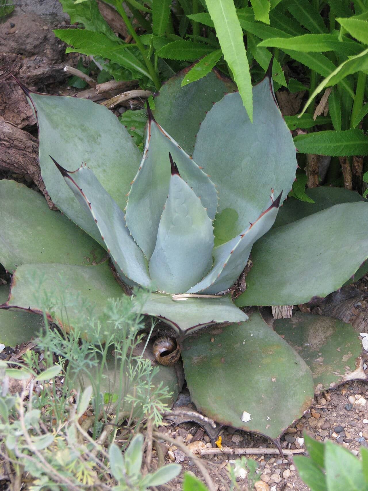 Close view of Agave parryi (Agave parryi) foliage.